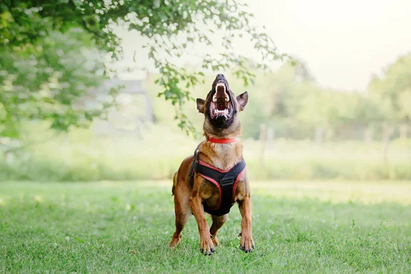 ベルギー シェパード マリノア犬 — ストック写真