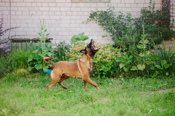 Belgian Shepherd Malinois Dog — Stock Photo, Image