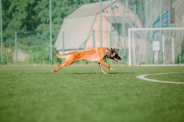 Belgischer Schäferhund Malinois Hund — Stockfoto