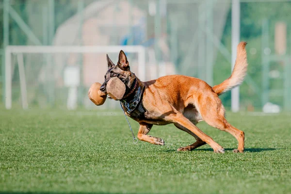 Pastor Belga Malcom Dog — Foto de Stock