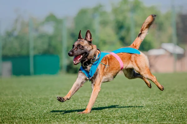 Belgischer Schäferhund Malinois Hund — Stockfoto