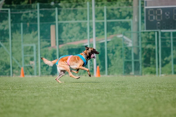 Belgischer Schäferhund Malinois Hund — Stockfoto