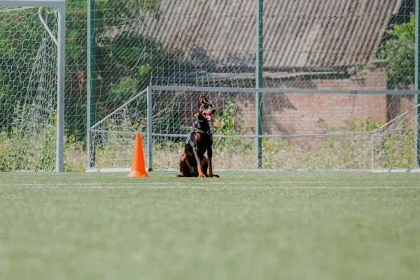 Dog running. Dog catches a flying disc. Dog sport