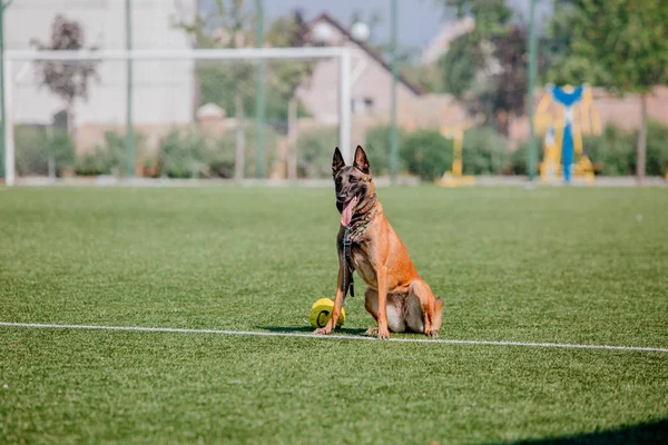 Belgijski Malinois Owczarek Pies — Zdjęcie stockowe