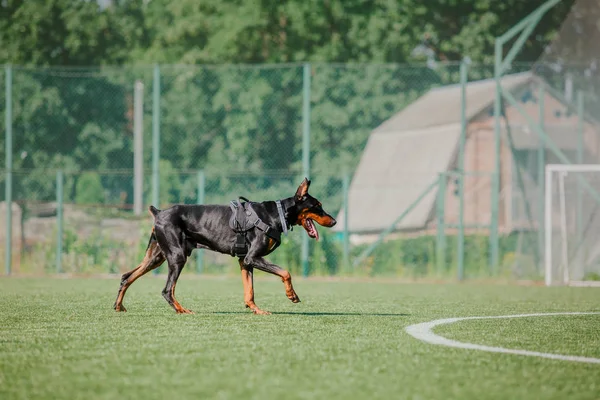 Dog running. Dog catches a flying disc. Dog sport