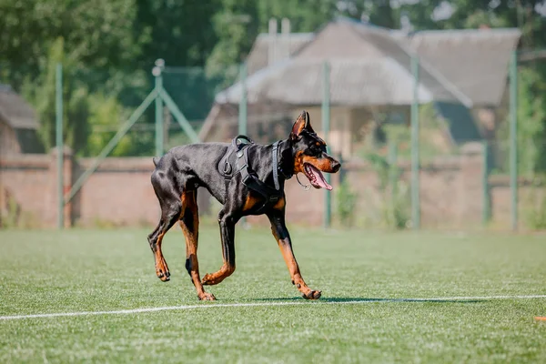 Dog running. Dog catches a flying disc. Dog sport