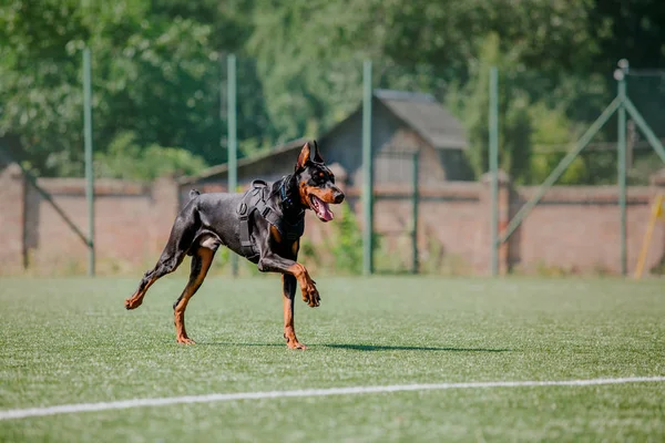 Pies Biegnąc Pies Połowy Pod Płytę Pies Sport — Zdjęcie stockowe