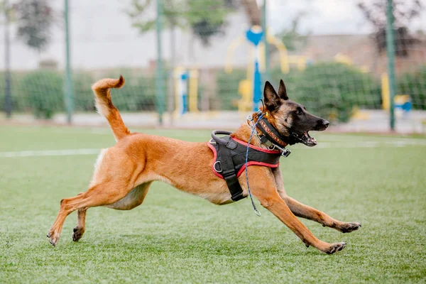 Pastor Belga Malinois Dog — Fotografia de Stock