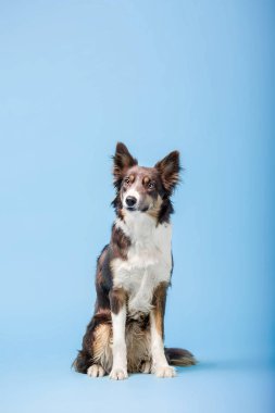 Mavi arka plan üzerinde oturan eğitimli Border Collie köpek