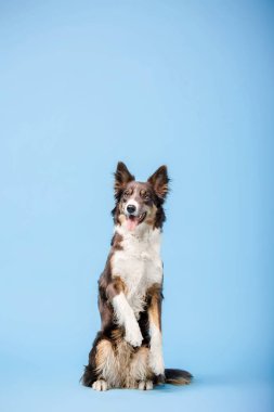 Mavi arka plan üzerinde oturan eğitimli Border Collie köpek