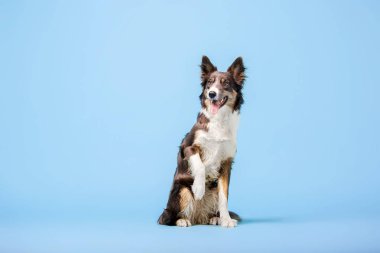 Mavi arka plan üzerinde oturan eğitimli Border Collie köpek