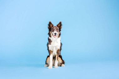 Mavi arka plan üzerinde oturan eğitimli Border Collie köpek