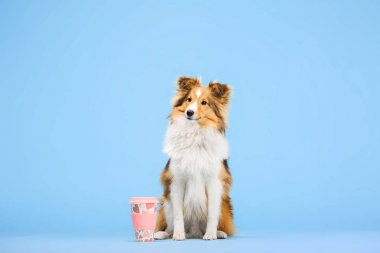 Pembe Kupası mavi arka plan üzerinde oturan eğitimli Border Collie köpek