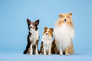 Mavi arka plan üzerinde poz üzerinde eğitimli kenar kömür ocağı köpekler 