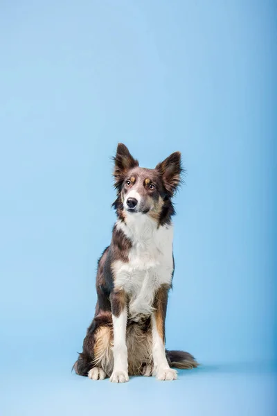 Anjing Collie Perbatasan Terlatih Duduk Latar Belakang Biru — Stok Foto