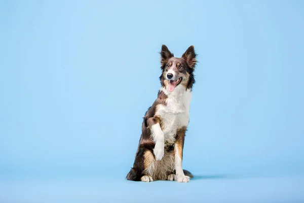 Getrainde Border Collie Hond Zittend Blauwe Achtergrond — Stockfoto