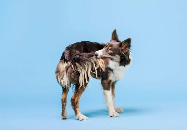 Entrenado Border Collie Perro Jugando Con Cola Sobre Fondo Azul — Foto de Stock