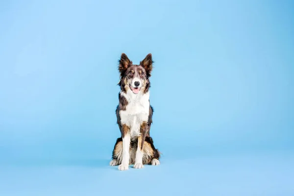 Koulutettu Border Collie Koira Istuu Sinisellä Taustalla — kuvapankkivalokuva