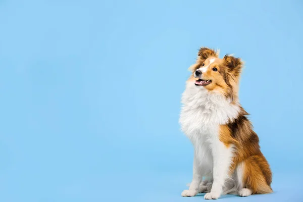 Anjing Collie Trained Border Berpose Latar Belakang Biru — Stok Foto