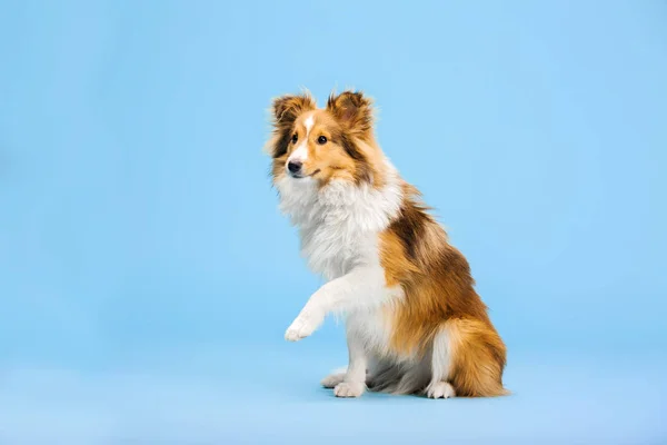 Getrainde Border Collie Hond Poseren Blauwe Achtergrond — Stockfoto