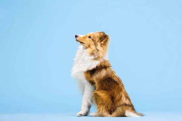 Εκπαιδευμένο Σύνορα Ποιμενικού Σκύλου Σκύλο Που Ποζάρει Μπλε Φόντο — Φωτογραφία Αρχείου