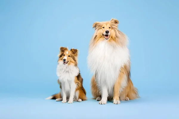 Getrainde Border Collie Honden Poseren Blauwe Achtergrond — Stockfoto