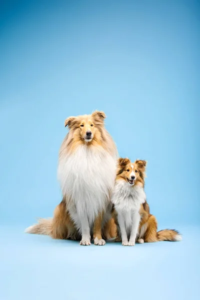 Fronteira Collie Cães Sentado Fundo Azul — Fotografia de Stock