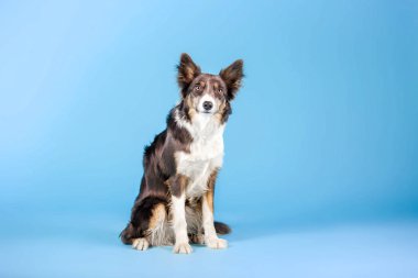 Mavi arka plan üzerinde poz eğitimli Border Collie köpek