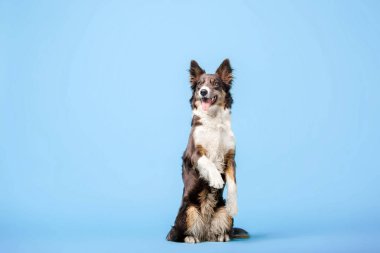 Mavi arka plan üzerinde poz eğitimli Border Collie köpek