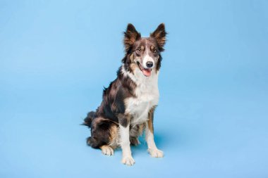 Mavi arka plan üzerinde poz eğitimli Border Collie köpek