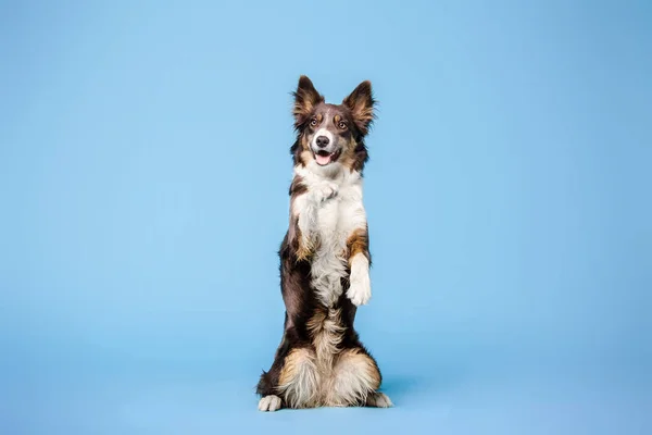 Ausgebildeter Border Collie Hund Posiert Auf Blauem Hintergrund — Stockfoto