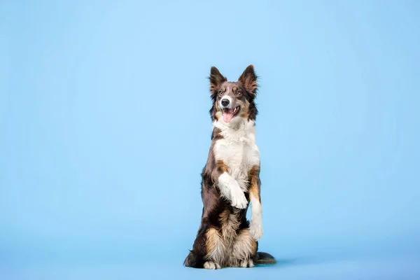 Ausgebildeter Border Collie Hund Posiert Auf Blauem Hintergrund — Stockfoto