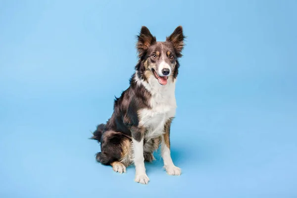 Getrainde Border Collie Hond Poseren Blauwe Achtergrond — Stockfoto