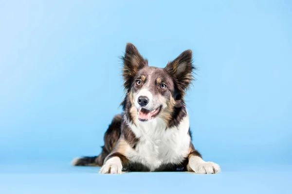 Border Collie Hond Poseren Blauwe Achtergrond — Stockfoto