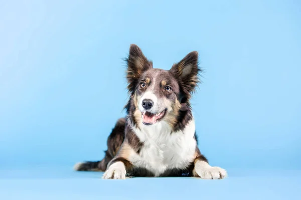 Mavi arka plan üzerinde poz Border Collie köpek