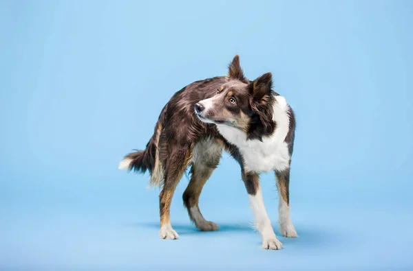 Border Collie Hund Posiert Auf Blauem Hintergrund — Stockfoto
