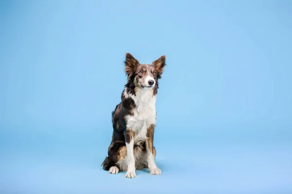 Border Collie Perro Posando Sobre Fondo Azul — Foto de Stock