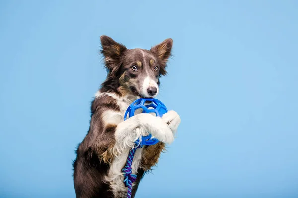 Frontera Collie Perro Posando Con Juguete Sobre Fondo Azul — Foto de Stock