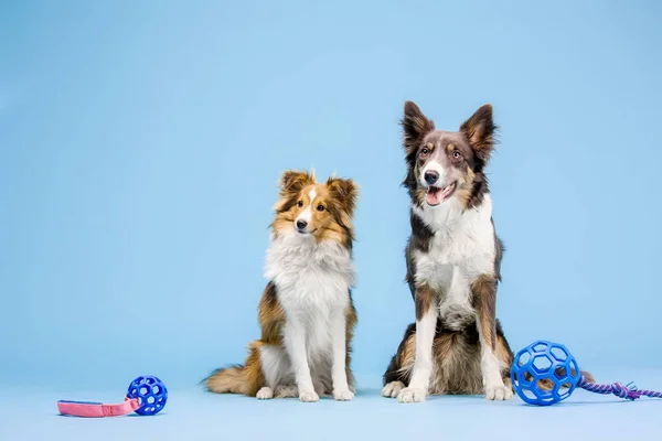 Fronteira Collie Cães Sentar Com Brinquedos Fundo Azul — Fotografia de Stock
