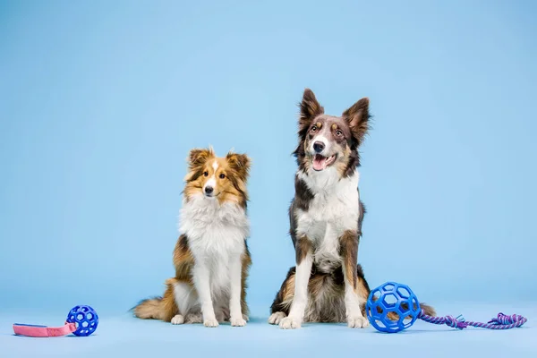 Fronteira Collie Cães Sentar Com Brinquedos Fundo Azul — Fotografia de Stock