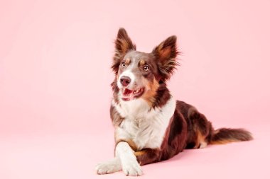 Pembe arka plan poz Border Collie köpek