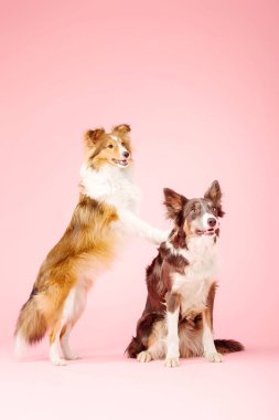 Pembe arka plan poz üzerinde iki kenar kömür ocağı köpek 