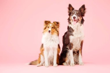 Pembe arka plan poz üzerinde iki kenar kömür ocağı köpek 
