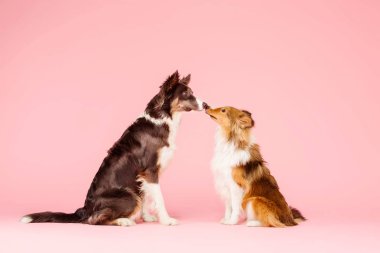 Pembe arka plan poz üzerinde iki kenar kömür ocağı köpek 
