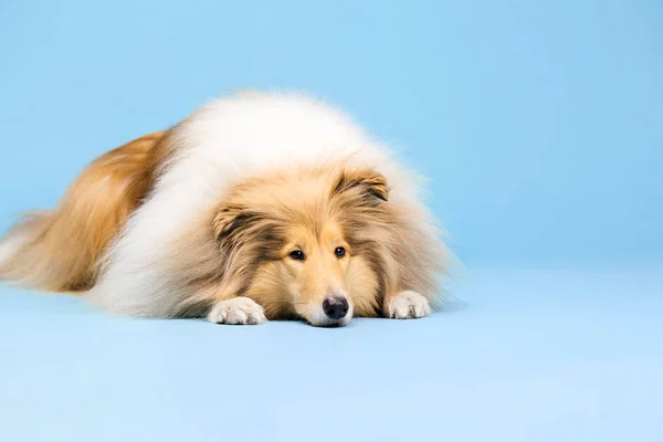 Border Collie Hond Liggen Blauwe Achtergrond — Stockfoto