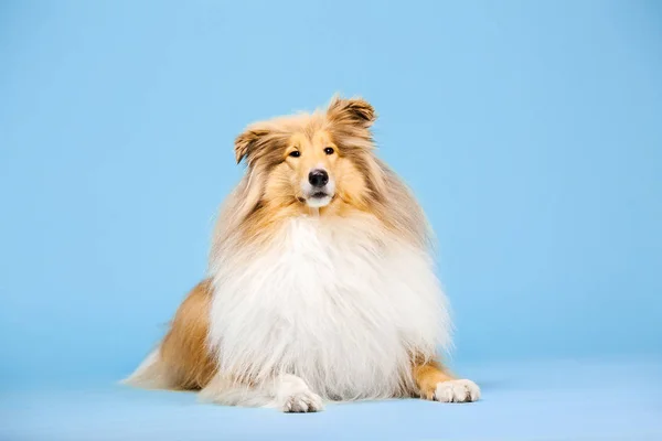 Frontera Collie Perro Acostado Sobre Fondo Azul —  Fotos de Stock