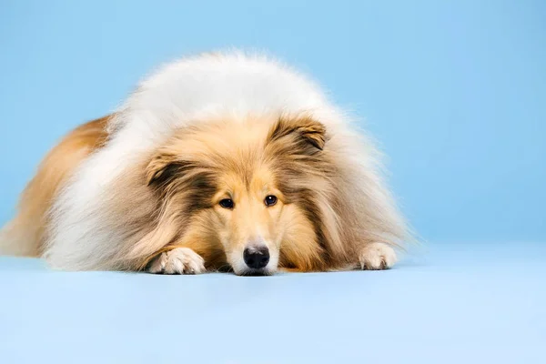 Border Collie Hund Liegend Auf Blauem Hintergrund — Stockfoto