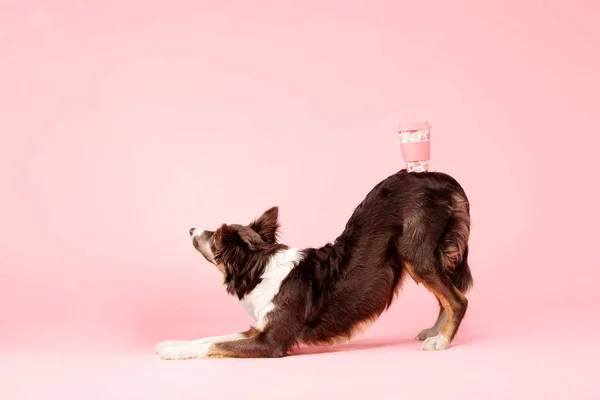 Border Collie dog posing with paper cup on pink background