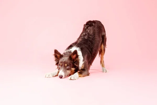 Border Collie Hund Posiert Auf Rosa Hintergrund — Stockfoto