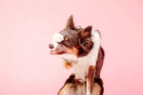 Shamed Border Collie dog posing on pink background
